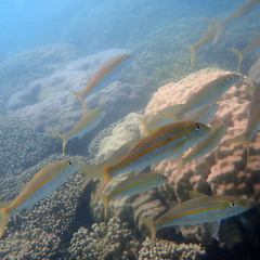 Mulloidichthys flavolineatus