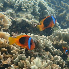 Amphiprion melanopus