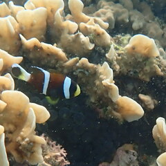 Amphiprion akindynos