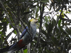 Platycercus adscitus