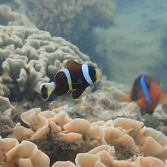 Amphiprion akindynos