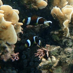 Amphiprion akindynos