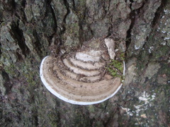 Ganoderma applanatum