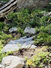 Callospermophilus lateralis