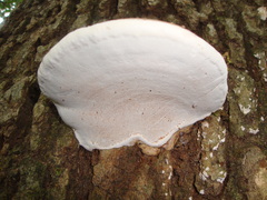 Ganoderma applanatum