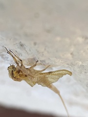 Hexagenia limbata
