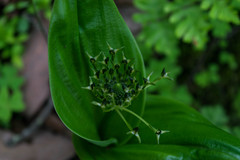 Malaxis brachyrrhynchos