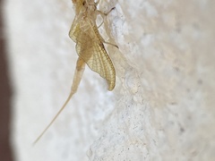 Hexagenia limbata