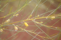 Acacia tenuissima