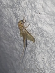 Hexagenia limbata