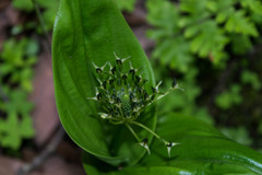 Malaxis brachyrrhynchos