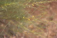 Acacia tenuissima