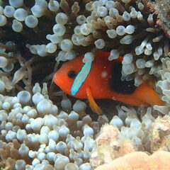 Amphiprion melanopus