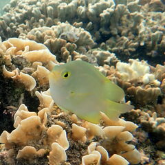 Pomacentrus moluccensis