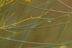 Acacia tenuissima