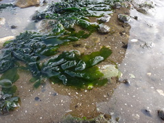 Ulva linza