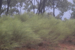 Acacia tenuissima