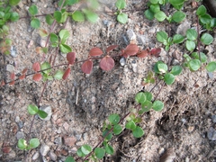 Linnaea borealis