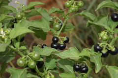 Solanum emulans