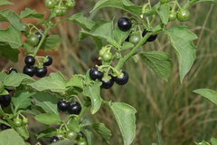 Solanum emulans