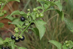 Solanum emulans