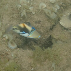 Rhinecanthus aculeatus