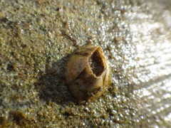 Amphibalanus improvisus