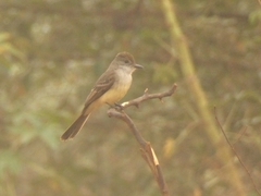 Myiarchus