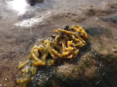 Halichondria bowerbanki