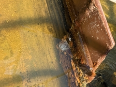 Craspedacusta sowerbii