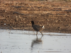 Fulica rufifrons