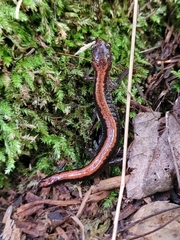 Plethodon cinereus