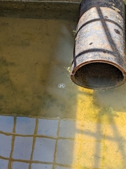 Craspedacusta sowerbii