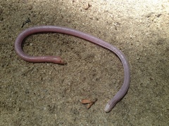 Leposternon wuchereri