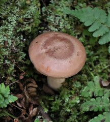 Lactarius vinaceorufescens