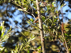 Acanthorhynchus tenuirostris