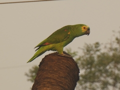 Amazona aestiva