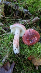 Russula peckii