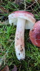 Russula peckii