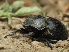 Phyllophaga cribrosa