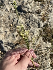 Baccharis neglecta