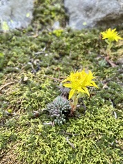 Sedum lanceolatum