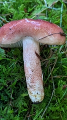 Russula peckii