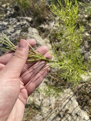 Baccharis neglecta