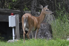 Odocoileus virginianus borealis