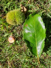 Castanea mollissima