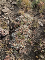 Eriogonum androsaceum