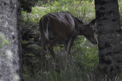 Odocoileus virginianus borealis