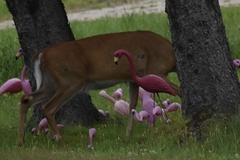 Odocoileus virginianus borealis