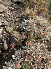 Eriogonum androsaceum